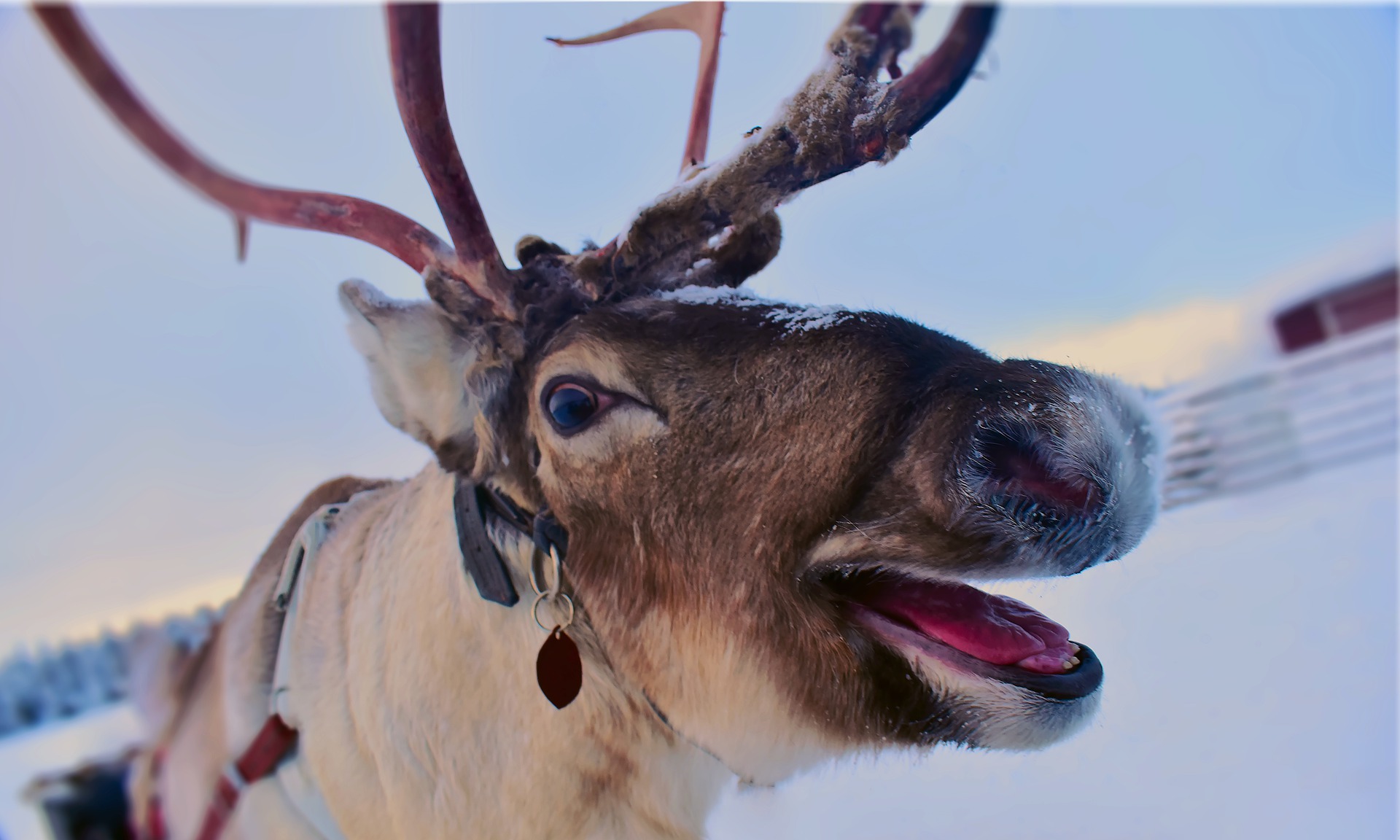 Flash-Fiction-Friday - FF-The-Reindeer-in-the-Wall